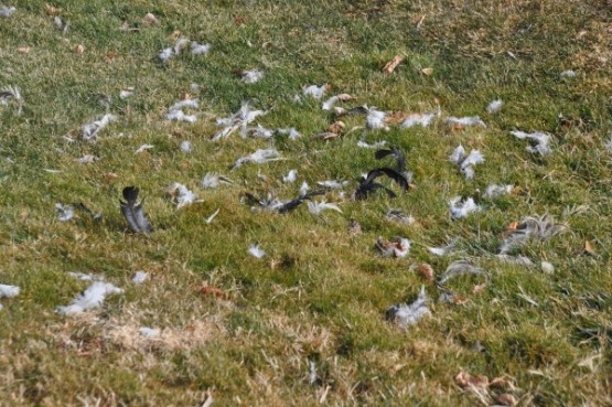 Dondurucu soğuklar, toplu kuş ölümlerine neden oluyor!