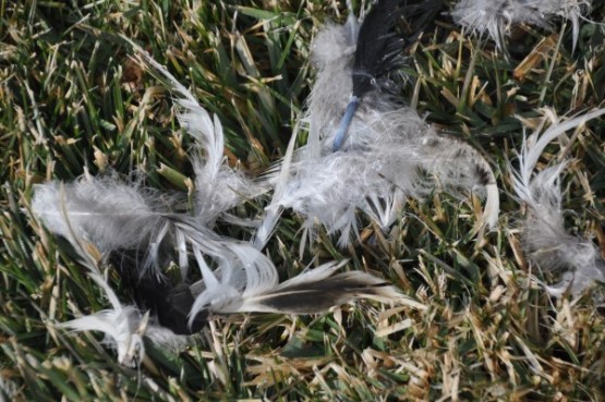 Dondurucu soğuklar, toplu kuş ölümlerine neden oluyor!