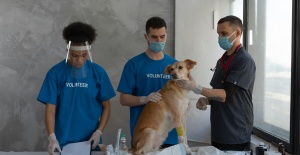 GomVet İle Tanış: Fikirtepe Veteriner Randevularını Stresten Uzak Hale Getir