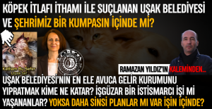 Uşakta köpeklerin öldürülüp...