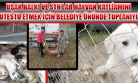 Uşak Belediyesi'ne Adeta Katledilen Köpeklerle İlgili Tepkiler Sürüyor! 