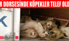 Uşak Belediyesi'nin Tır'la Gönderdiği 300'e Yakın Sokak Köpeğinden Çoğu Öldü!
