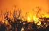 Uşak'ta Yine Orman Yangını! 2 Hektarlık Alan Yandı!